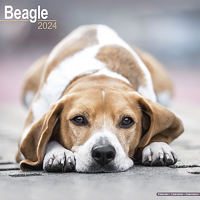 Beagle Calendar 2024 (Square)